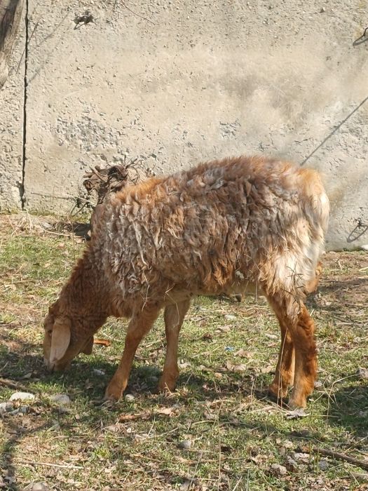 Арашан койлар козысымен