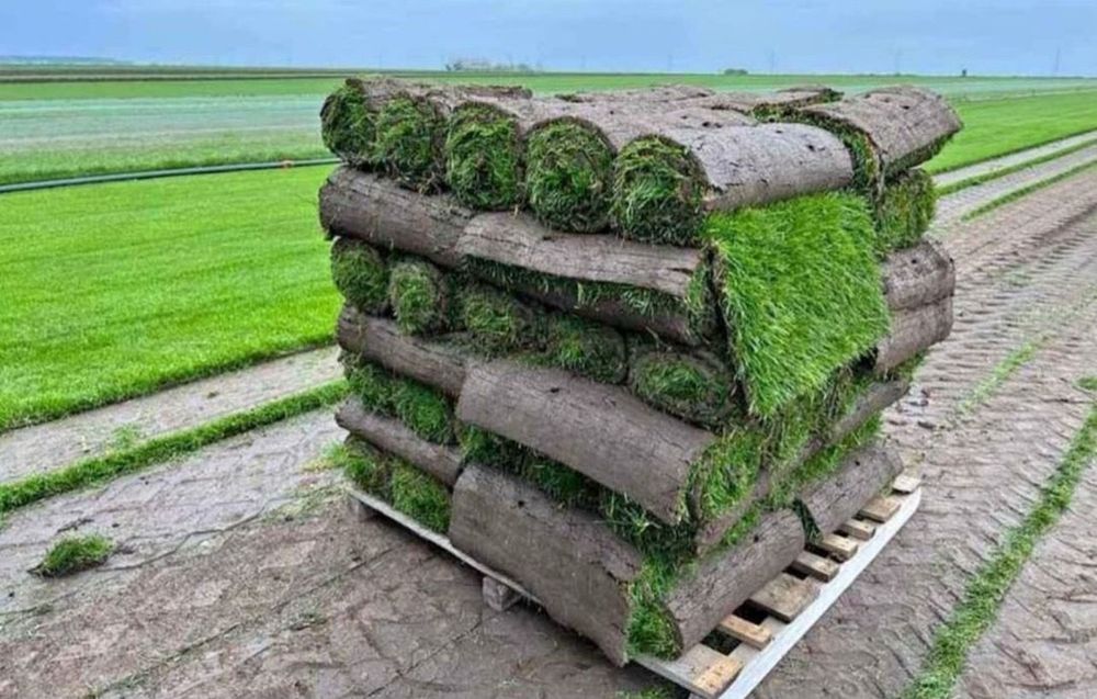 Plante ornamentale naturale