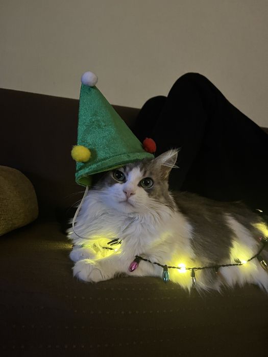 Pet Sitting în Brașov – Îngrijire cu grijă și iubire pentru animăluțul tău!
