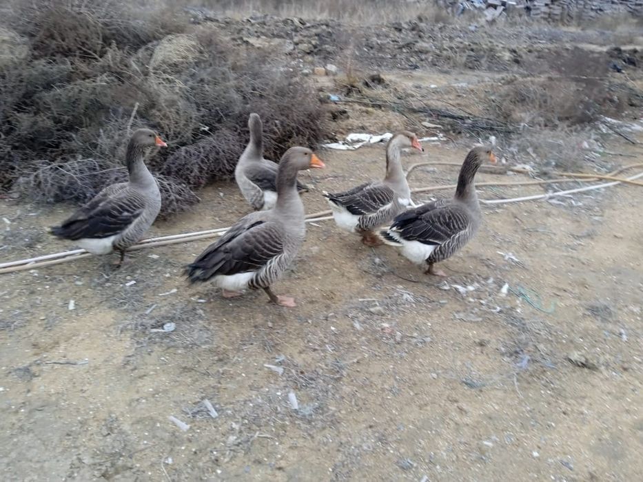 Каздар сатылады срочно