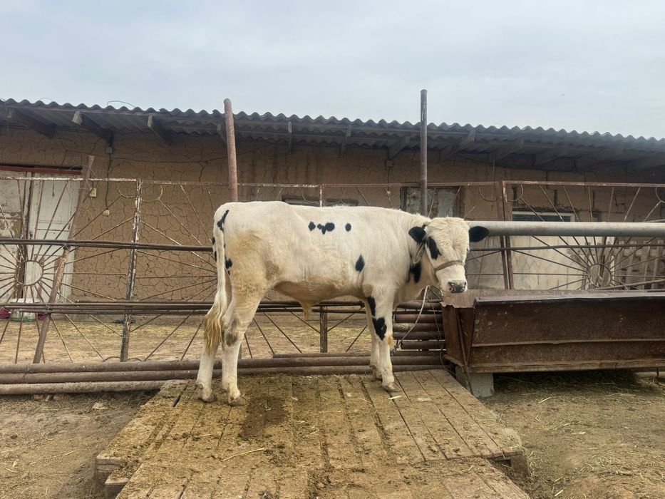 1жасар өгіз сатылады.