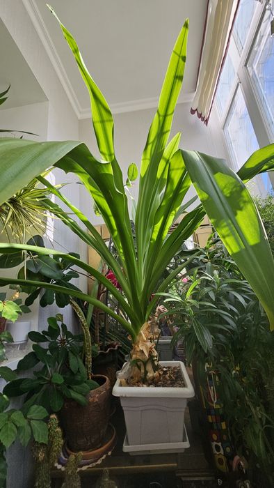 ДЛЯ БОЛЬШИХ ПОМЕЩЕНИЙ !!!   Продам ,диаметр 150 см