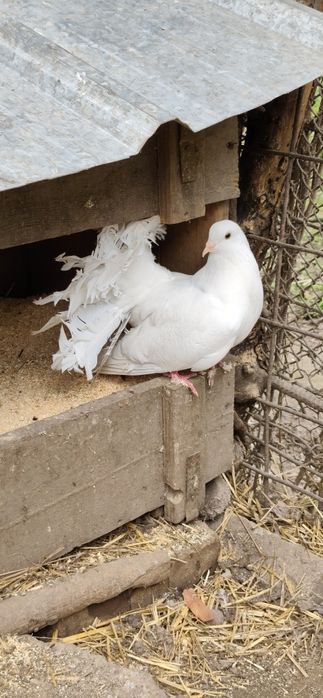 Голуби павлины и игровые