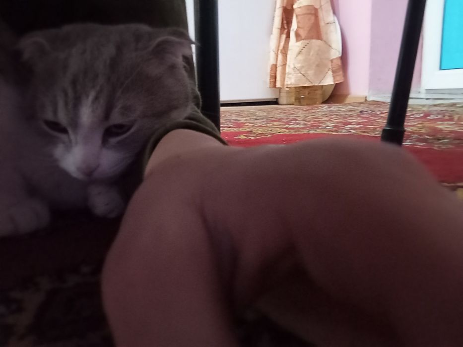 Кошки.Мысык ақлды