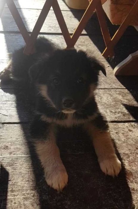 Donez 5 caței și 2 cațelușe de rasă metis ciobănesc