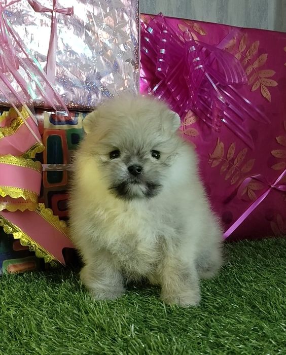 Кукольный мальчик