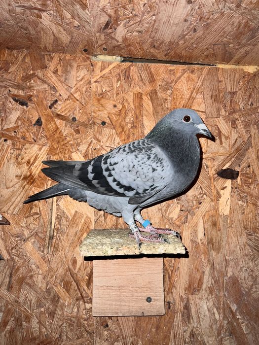 Lot 22 porumbei voiajori