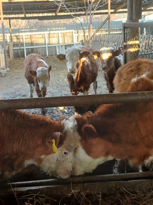 Продам бычков сементалы