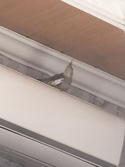 4 хороших попугаев