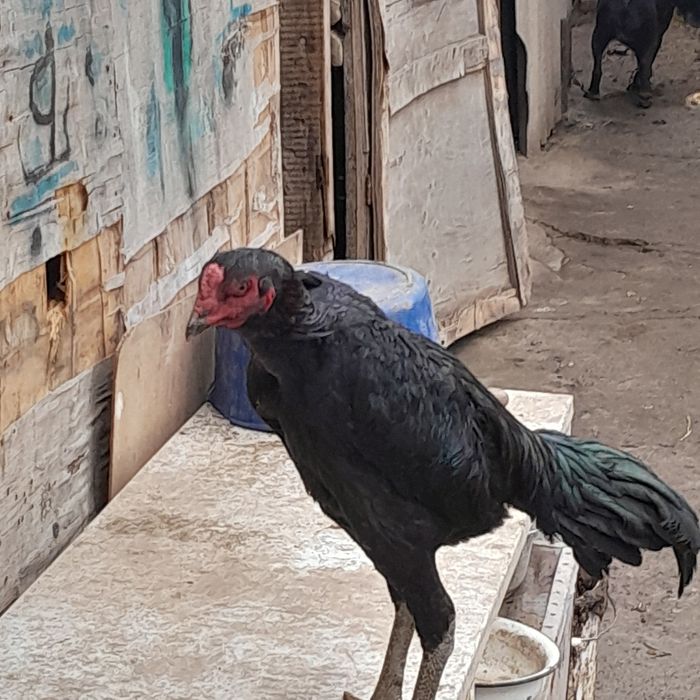 Продам 2 петуха хороших кровей