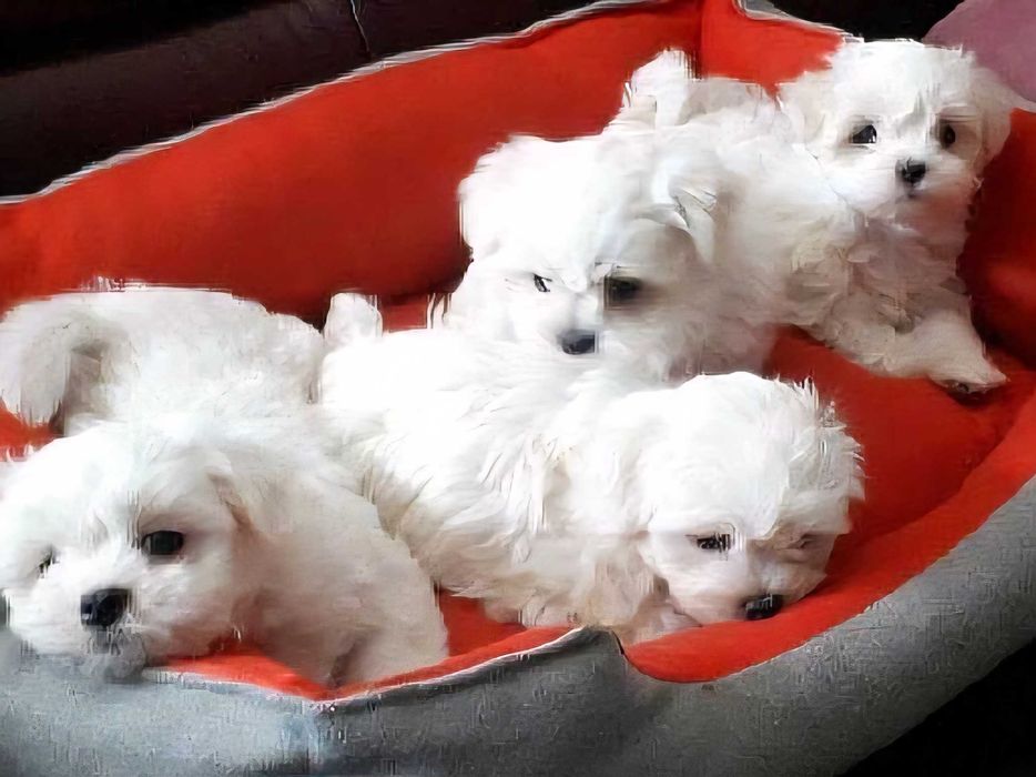 Малтийска болонка