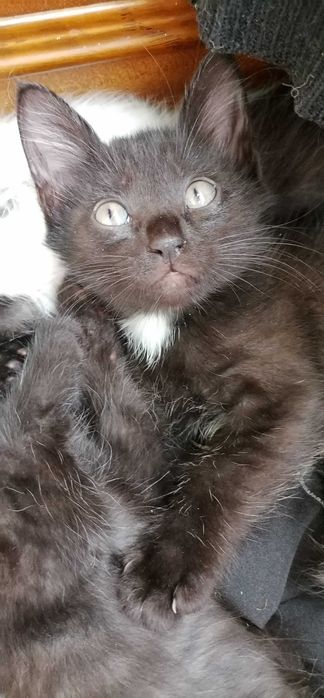 Замурррчательные котята ^. ^