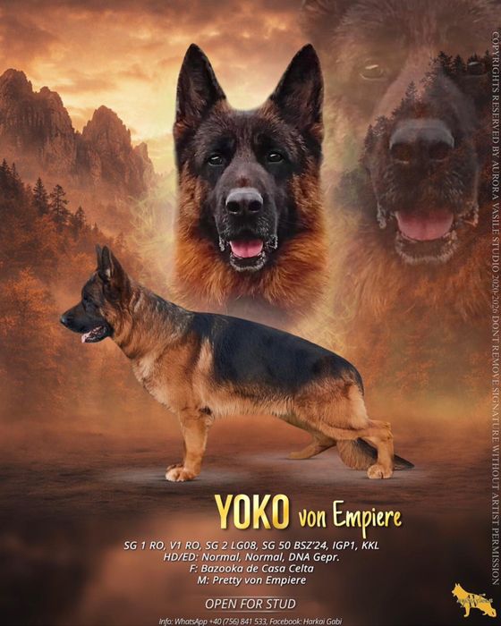 Pui ciobanesc german cu pedigree top