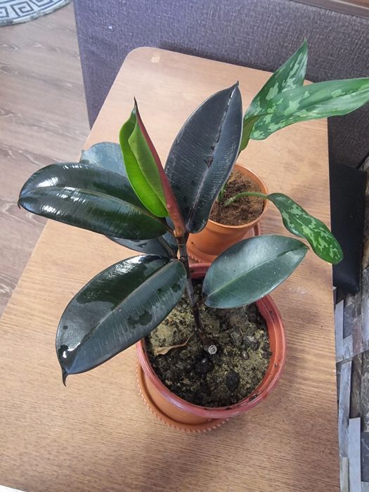 QORA SHAXZODA AGLONEMA xona gullari ФИКУС Чёрный Принц Комнатных цвето