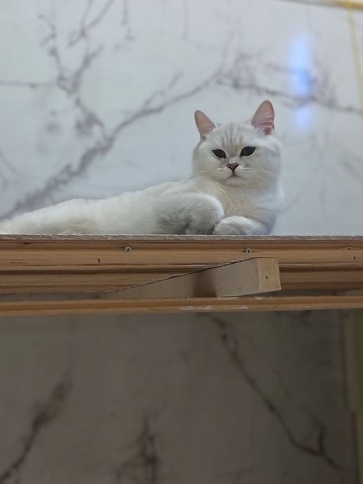 Britanskiy Serebristiy Shinshilla NS11 Baby face