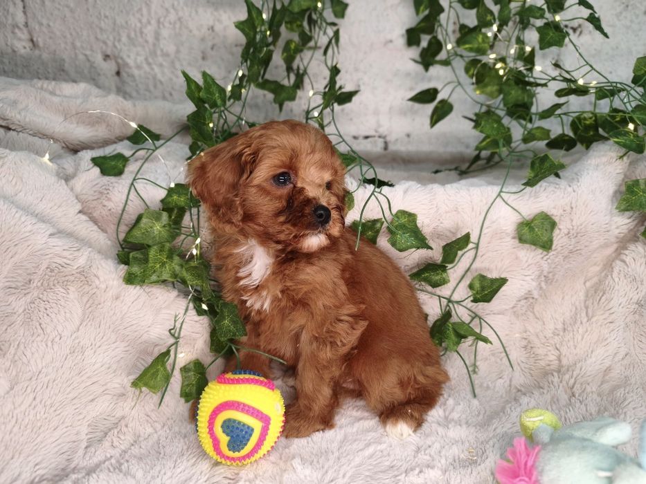 Vand baietel Cavapoo f1 rosu