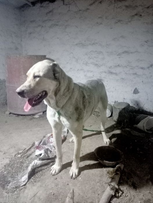 Продаётся Кангал алабай