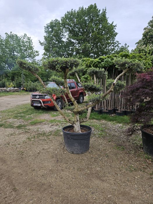 Catalpa  globular  plante
