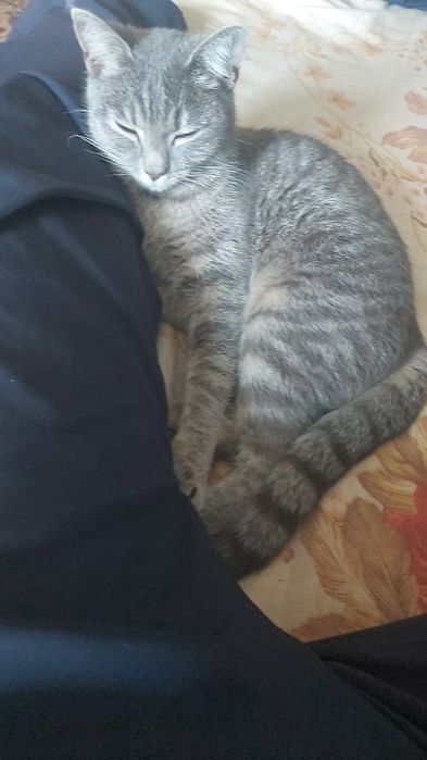 Кошечка 11 месяцев.
