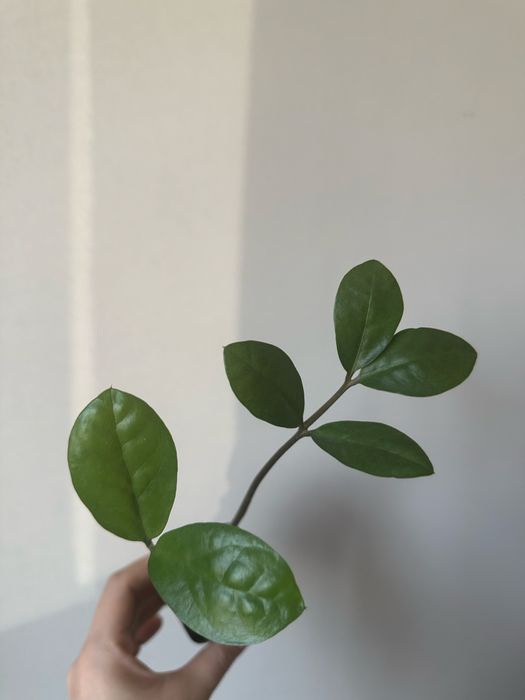 антуриум / мужское счастье