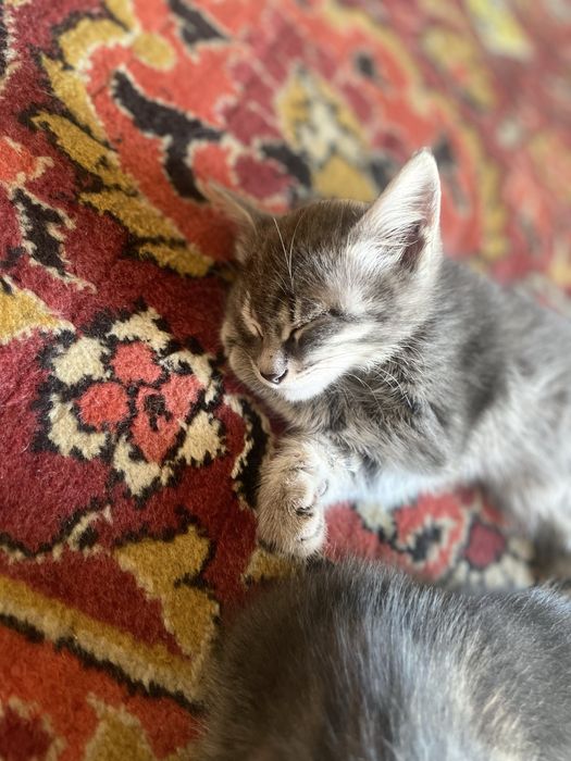 Отдам котят в хорошие руки , бесплатно!!!
