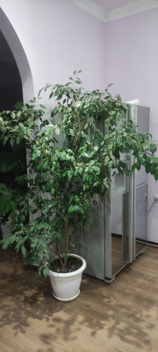 Фикусы  Бенджамина