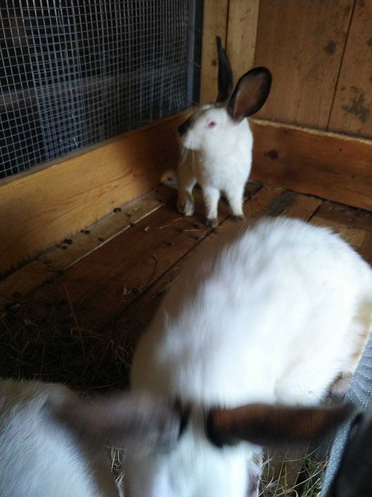 Iepuri de vanzare in Orastie -Beriu