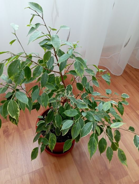 Бенджамин от шарения