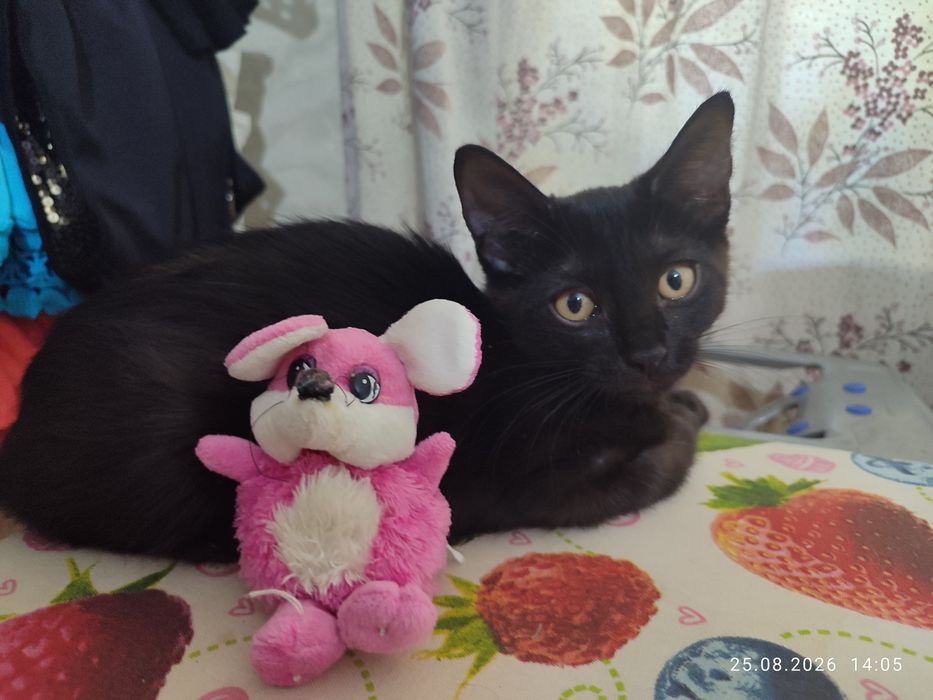 Котенок мальчик. За шоколадку