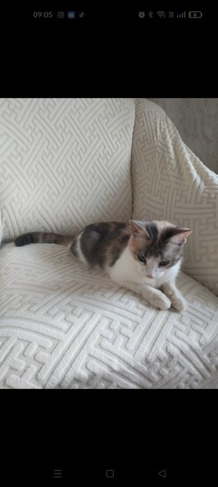 Отдам в добрые , заботливые руки !