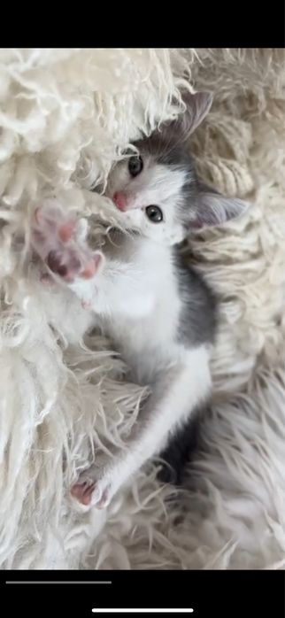 Ласковый котенок в добрые руки