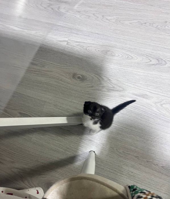 скотиш фолд мушуги