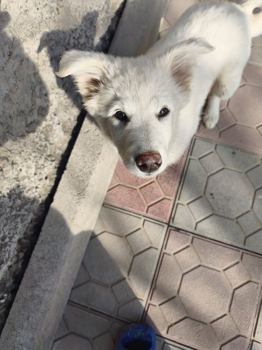 Отдам пушистика звоночка