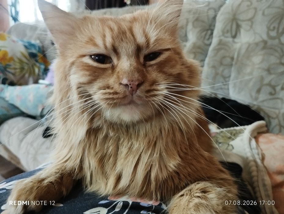 Потеряли кота, зовут Сулейман