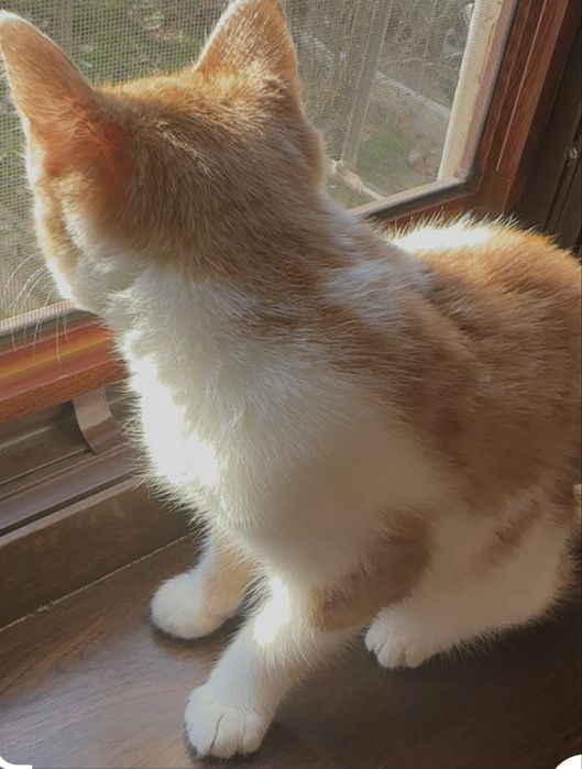 Uy mushugi Домашний котенок