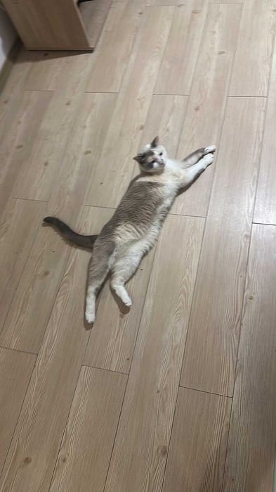 Donez pisicuta de rasa Siamese