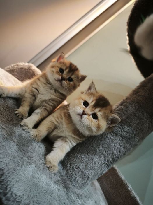 Это золотое чудо подарит вам любовь и ласку