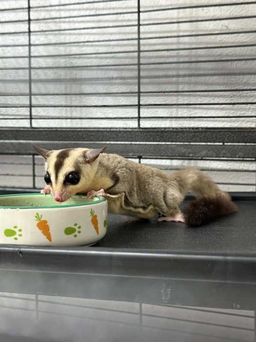 Veverita zburatoare- Sugar Glider