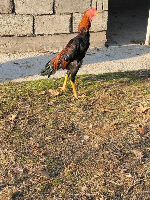 Дакан бойцовский шоже