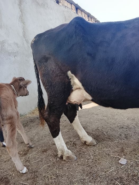 Студенттік саунадағы секс видеосы