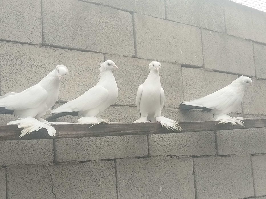 Продам голубей...