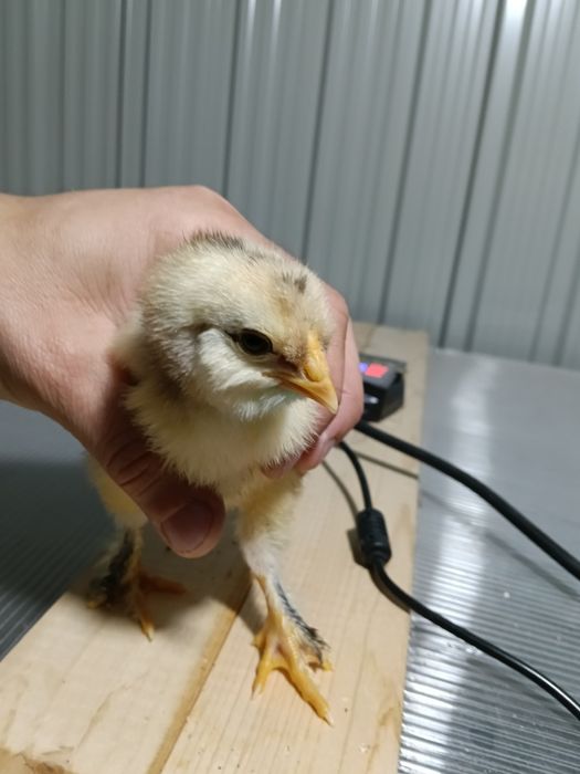 Pui moțați bărboși frezați incaltati+ pereche marans