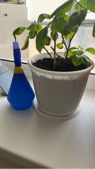 Цветы комнатные, разные