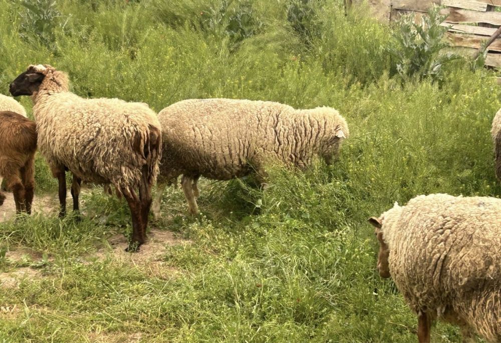 Продам баран …..