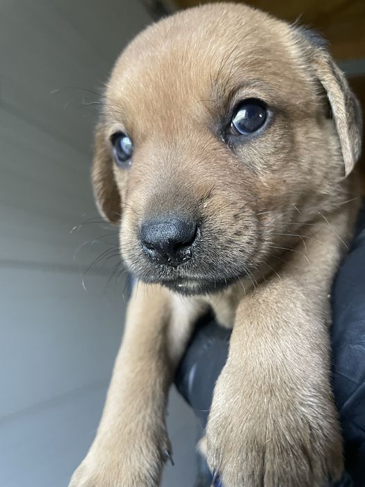 Adoptie catei Teckel