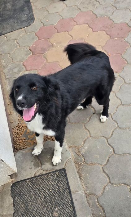 Ofer cățelușă sterilizată spre adopție