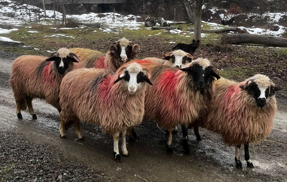 Berbecuț miele breze