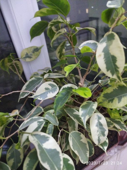 Комнатные цветы продается