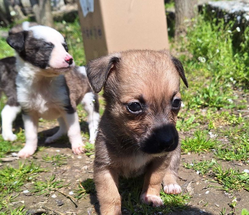 Catelusi pentru adoptie