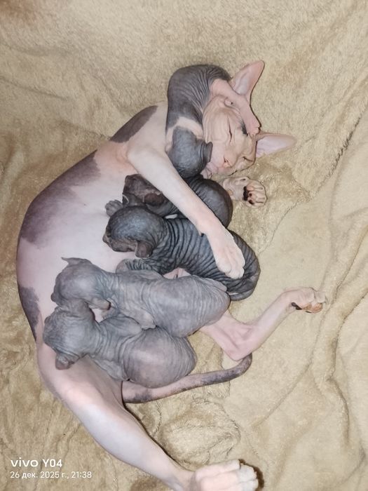 Котята канадский сфинкс